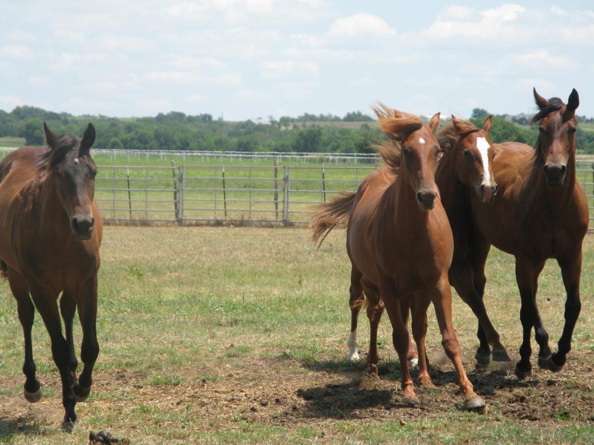 Agriturismo Monsereno Horses Imbersago 외부 사진